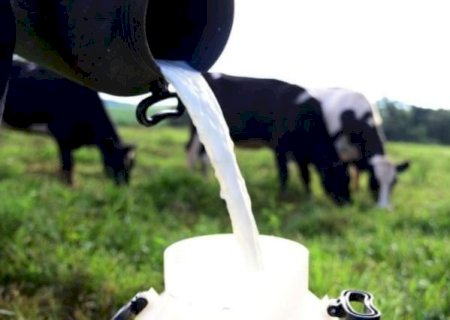 Verticalizar a produção de leite pode ser alternativa