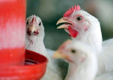 Brasil exporta 3º maior volume de frango em junho