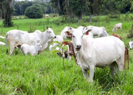 Mercado de boi gordo continua com preços acomodados