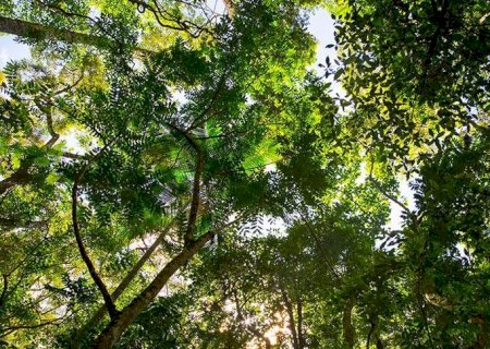Pagamento ambiental: proposta para regulamentação da lei é apresentada na Câmara