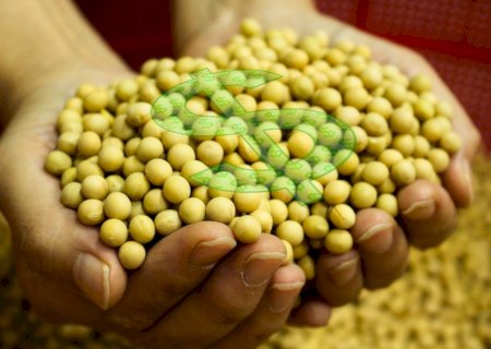 Soja: programa de financiamento oferece R$ 57,2 milhões a produtores