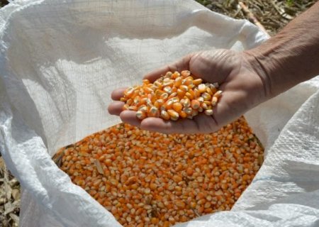 Produção global de milho em 2022/23 deve cair 10 milhões de toneladas
