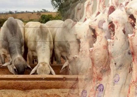 China aumenta em 50,07% a compra de carne bovina