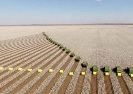 Brasil voltou ao top 5 maiores produtores de algodão do mundo
