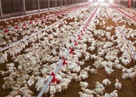 Exportação de frango bate recorde de US$ 922,1 milhões em agosto | Brasilagro