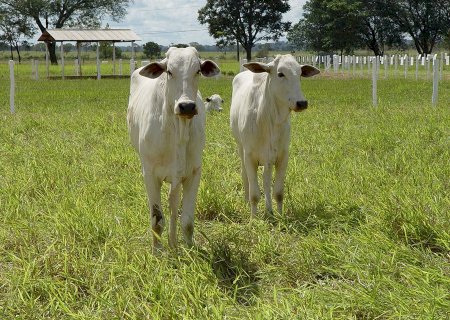 Boi: preços neste pré-feriado tem alta