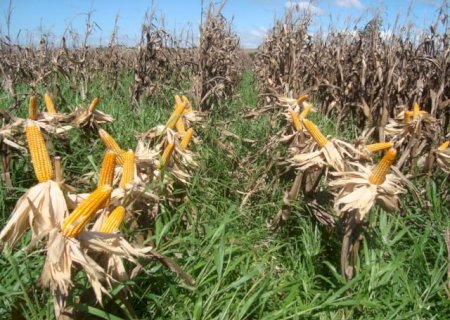 Zoneamento agrícola do milho 2ª safra e consórcio com braquiária para 2022/2023 são publicados