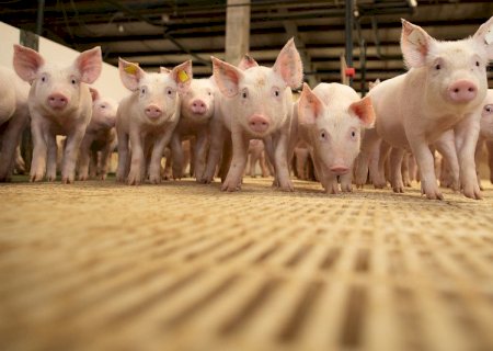 Apreensão de carne em aeroporto acende alerta contra peste suína africana