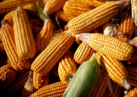 Preço externo dos alimentos ainda está em patamar elevado