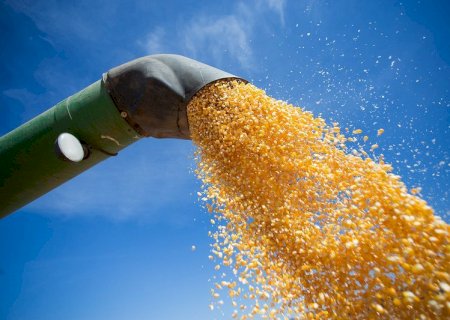 Plantio de milho 22/23 no Paraná atinge 32% da área