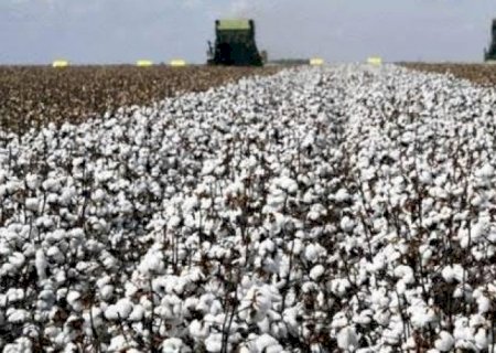 Algodão: USDA estima produção do Brasil em 2,83 mi de t em 2022,23, + 7,6%