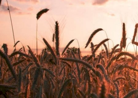 Argentina tem menos trigo para vender, e Brasil exporta mais
