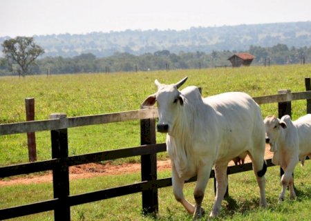 Pecuária perde espaço na economia, mas Mato Grosso do Sul segue 5° exportador de carne