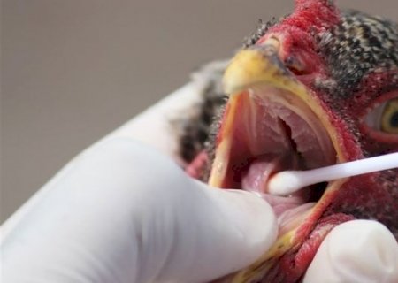 EUA se aproximam do recorde de mortes de aves por gripe aviária