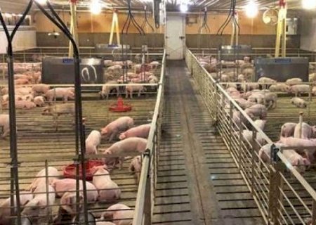 Suínos: Preço do animal vivo reage na 2ª quinzena de novembro