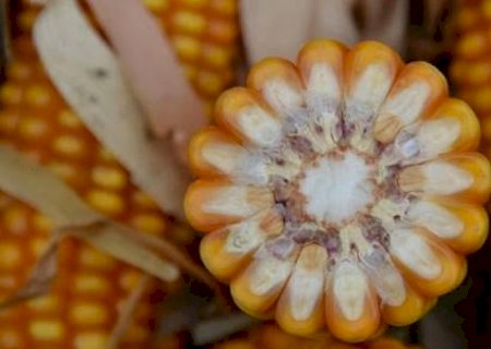 USDA eleva estimativas para produção e estoques de milho dos EUA  | Brasilagro