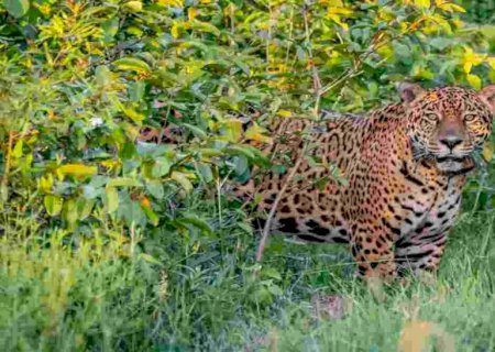 Aparições recorrentes de onças-pintadas encantam, mas também assustam no Pantanal de MS