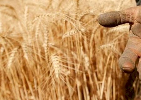 Fornecedores do Brasil, EUA e Argentina têm menos trigo para exportar