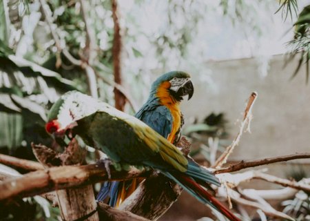 Proposta prevê santuários para aves ameaçadas por tráfico e comércio ilegal