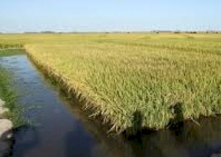 Arroz tem menor área de plantio da história  | Brasilagro