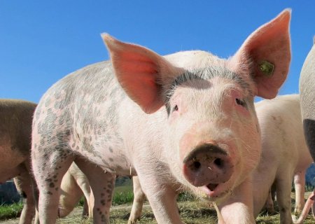 Produção recorde de suínos e demanda fraca pressionam cotação em 2022