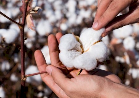 Produção global de algodão deve somar 25,09 milhões de t em 2022/23 | Brasilagro