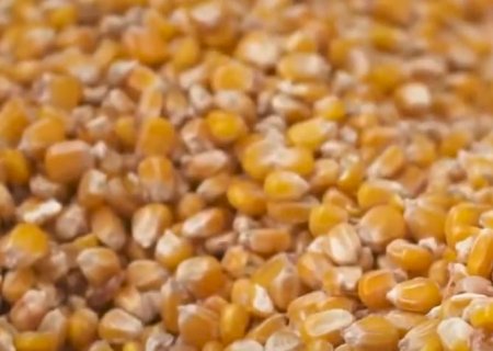 Soja: preços sobem em todo o país