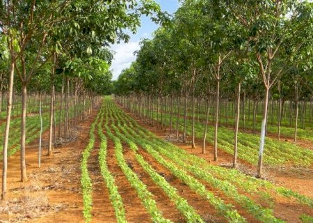 Material à base de carbono se mostra eficaz na remoção de poluente ambiental