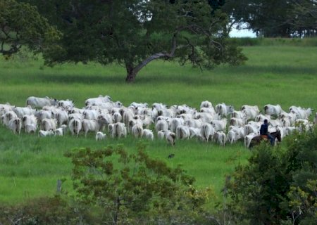 Preço recebido pela Agropecuária Paulista fecha 2022 positivo em 6,63%