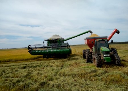 Arroz: gestão e finanças estarão em pauta nos painéis da abertura da colheita