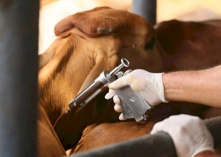 Estudos demonstram ausência de transmissão viral da febre aftosa