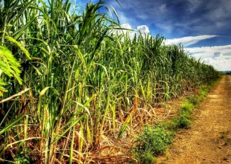 Produtores buscam mecanizar para aumentar produtividade