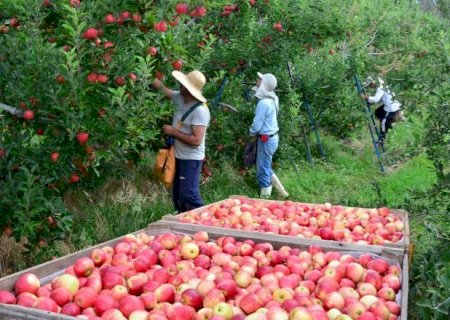População ocupada no agro atinge maior contingente desde 2015