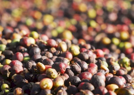 Cafés especiais: conheça vários métodos para ‘extrair’ aquele cafezinho