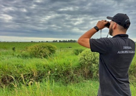 Com Portaria do MAPA, Secretaria da Agricultura alinha estratégias sobre influenza aviária
