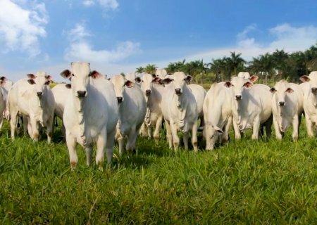 Mudança na fiscalização agropecuária pode ser benéfica ao consumidor?