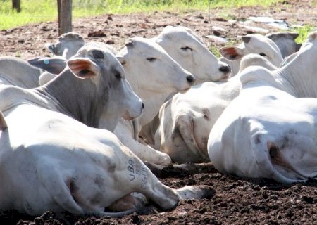 Iagro prorroga até dia 15 de junho a atualização cadastral e declaração semestral de rebanhos no Estado