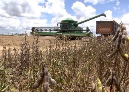 Esmagamento de soja em Mato Grosso registra queda de 2,54%