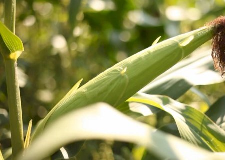 Fazenda em Maracaju vem registrando alto desempenho com informação e capacitação