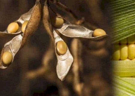 USDA eleva projeções de safras 2022/23 de soja e milho do Brasil