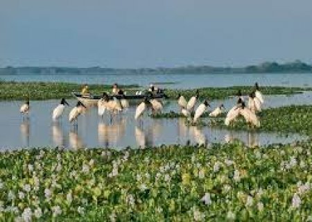 Venham conhecer o pantanal sulmatogrossense