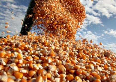 Indicador do milho sobe sustentado pelo mercado externo