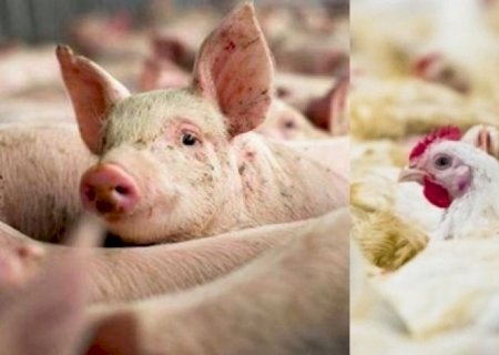 Exportações de carne de frango em maio crescem 4,1% e de suínos 23%