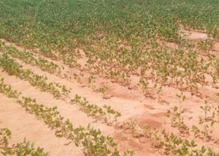 Altas temperaturas e seca reduzem produtividade da soja brasileira