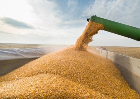 Confira os dados da colheita do milho 2ª Safra 2020/2023 em Mato Grosso do Sul