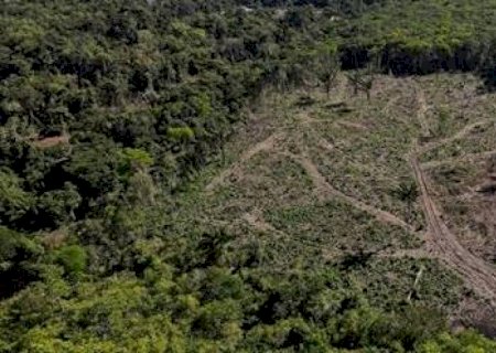 Por que o Pará é o campeão de desmatamento na Amazônia