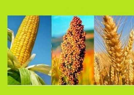 Expectativa de recorde nas produções de soja, milho trigo, sorgo e algodão | Brasilagro