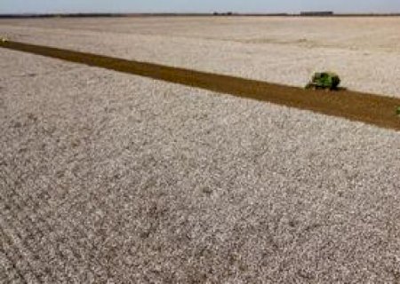 Brasil: Maior exportador mundial de milho e soja; agora,é a vez do algodão