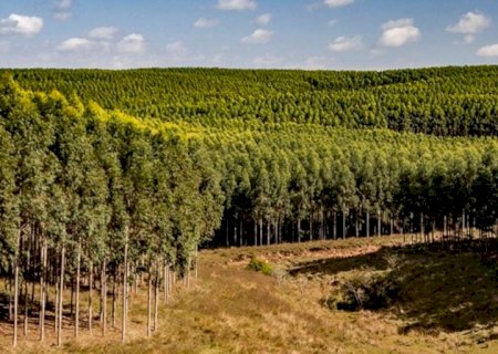 Valor de produção florestal do Brasil tem recorde de R$ 33,7 bi em 2022, diz IBGE