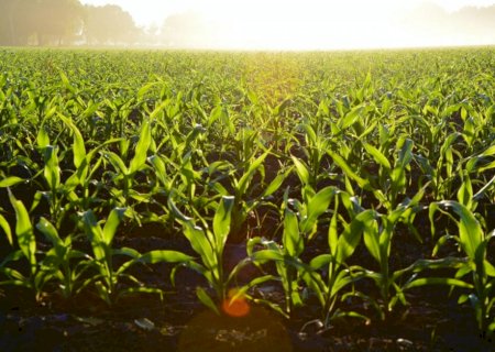 Onda de calor no Brasil se espalha podendo causar recorde de temperatura e danos a agricultura